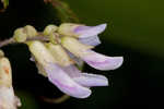 Hog Peanut